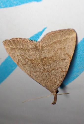 Réf. 284 450 : Pechipogo strigilata